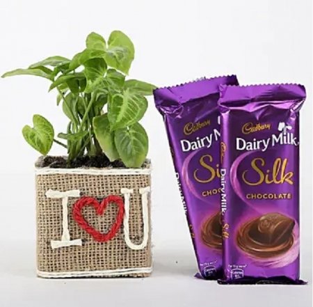 Syngonium Plant In Vase With Dairy Milk Silk Chocolates