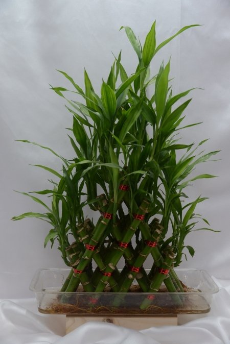 Triangle layer Bamboo Plant